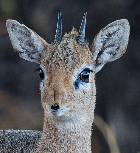 Damara Dikdik male head